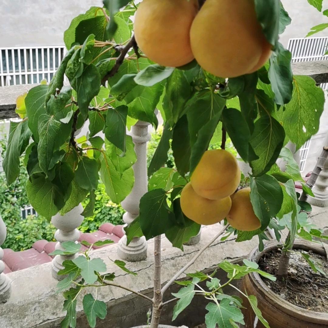 峰子