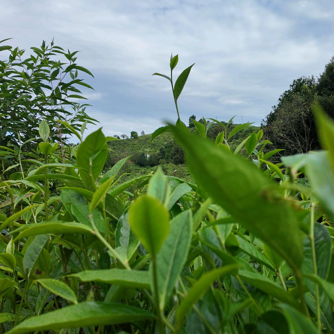 瓷砖白茶双赛道·景谷源