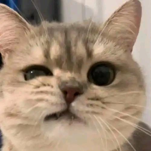 人间清醒🍓🍓