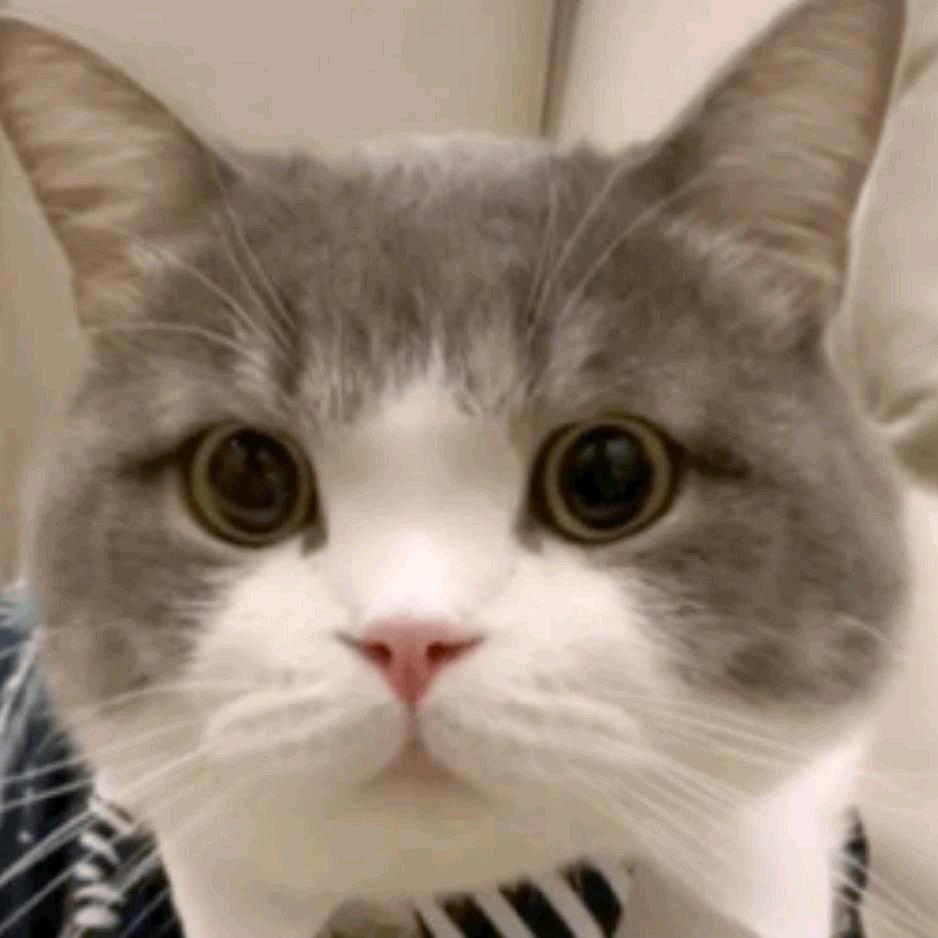 油锅里的藏香猪