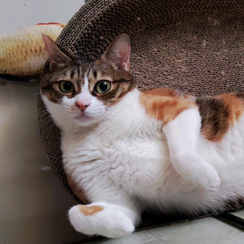 巷尾猫