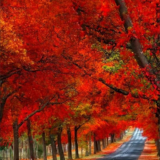 ZHIO阳庭果树苗木专卖店