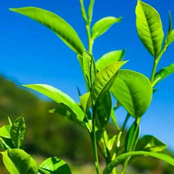 茶馆