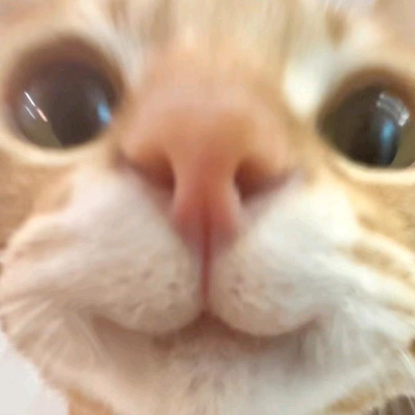 忘崽奶糖