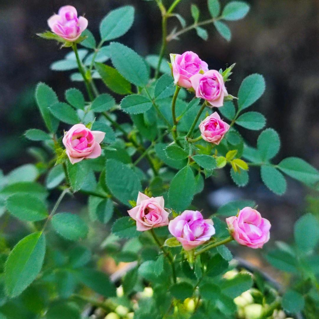 南靖县福之宝绿植种植场