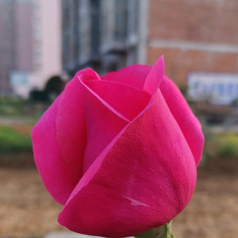 背影