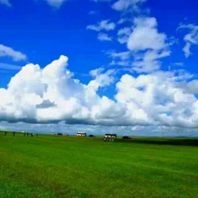 专业点香菜  明