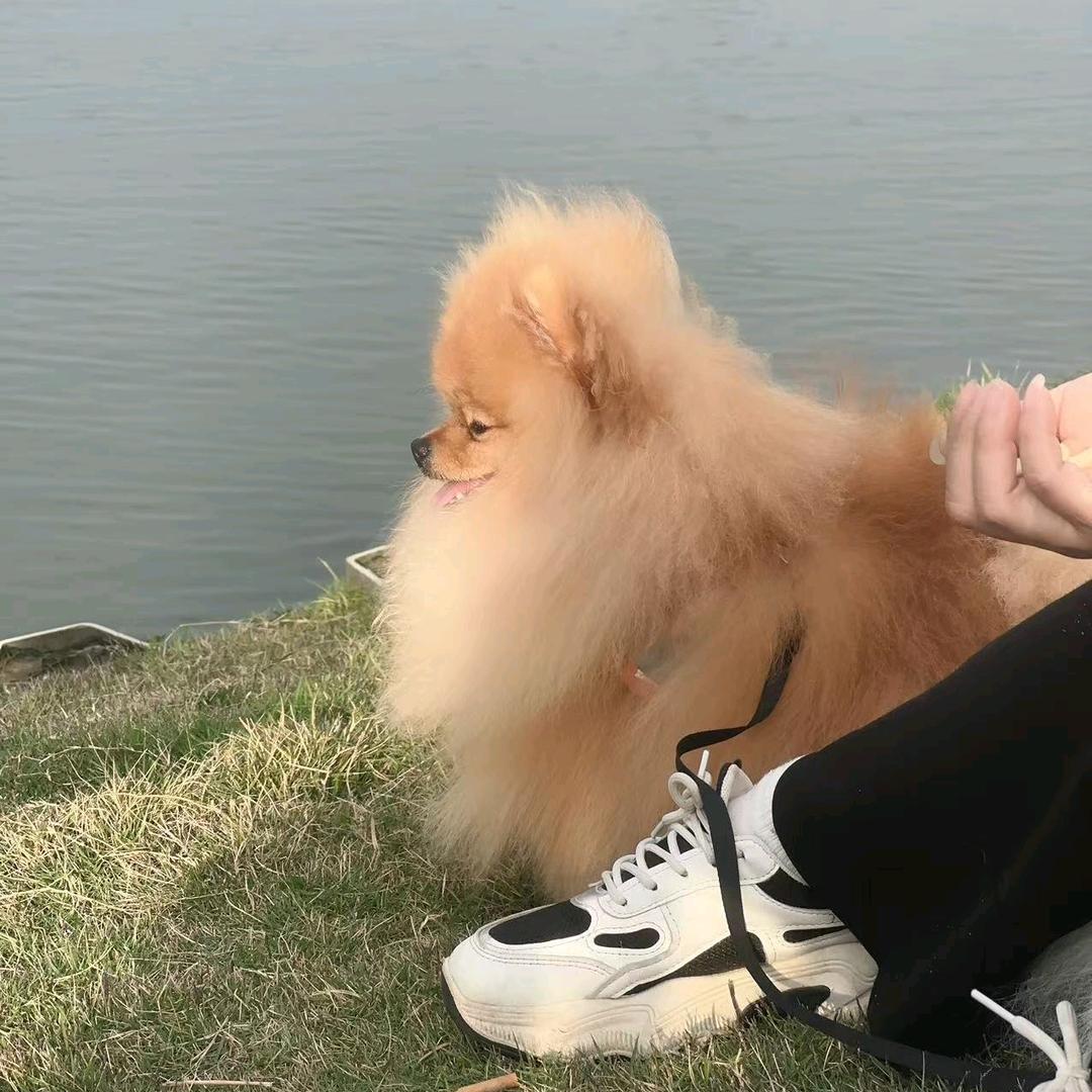 陈家小娘子