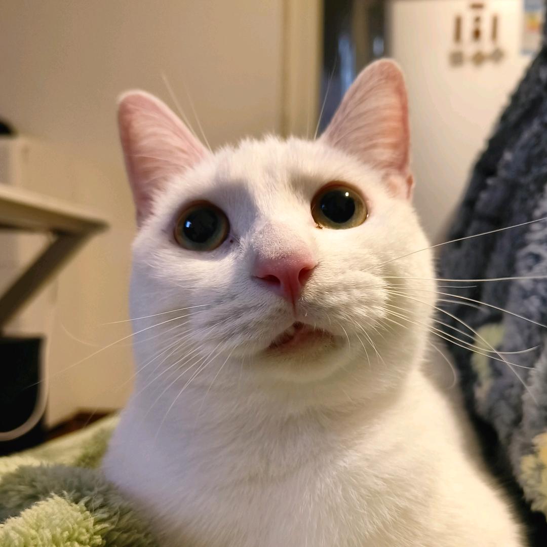 鱼顺顺是只猫