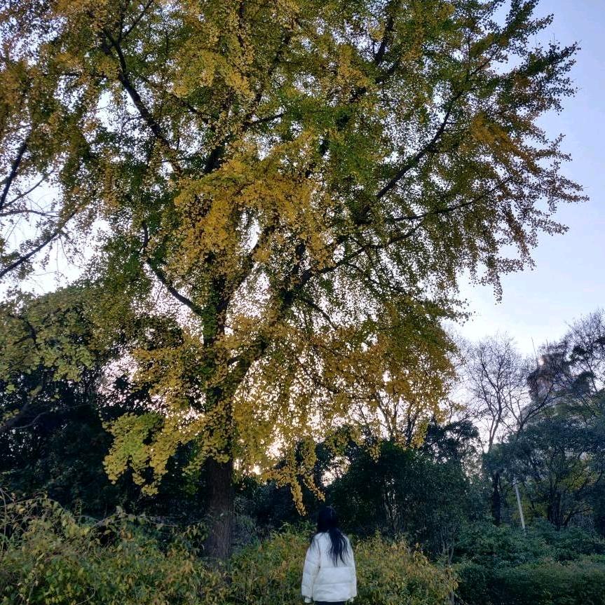 不吃香菜