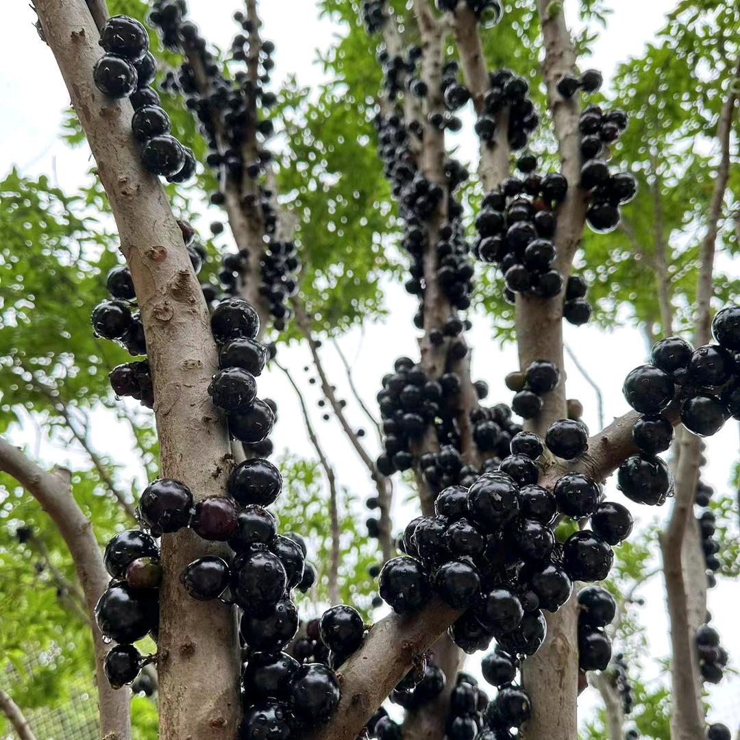龙凤山树葡萄嘉宝果种植基地1