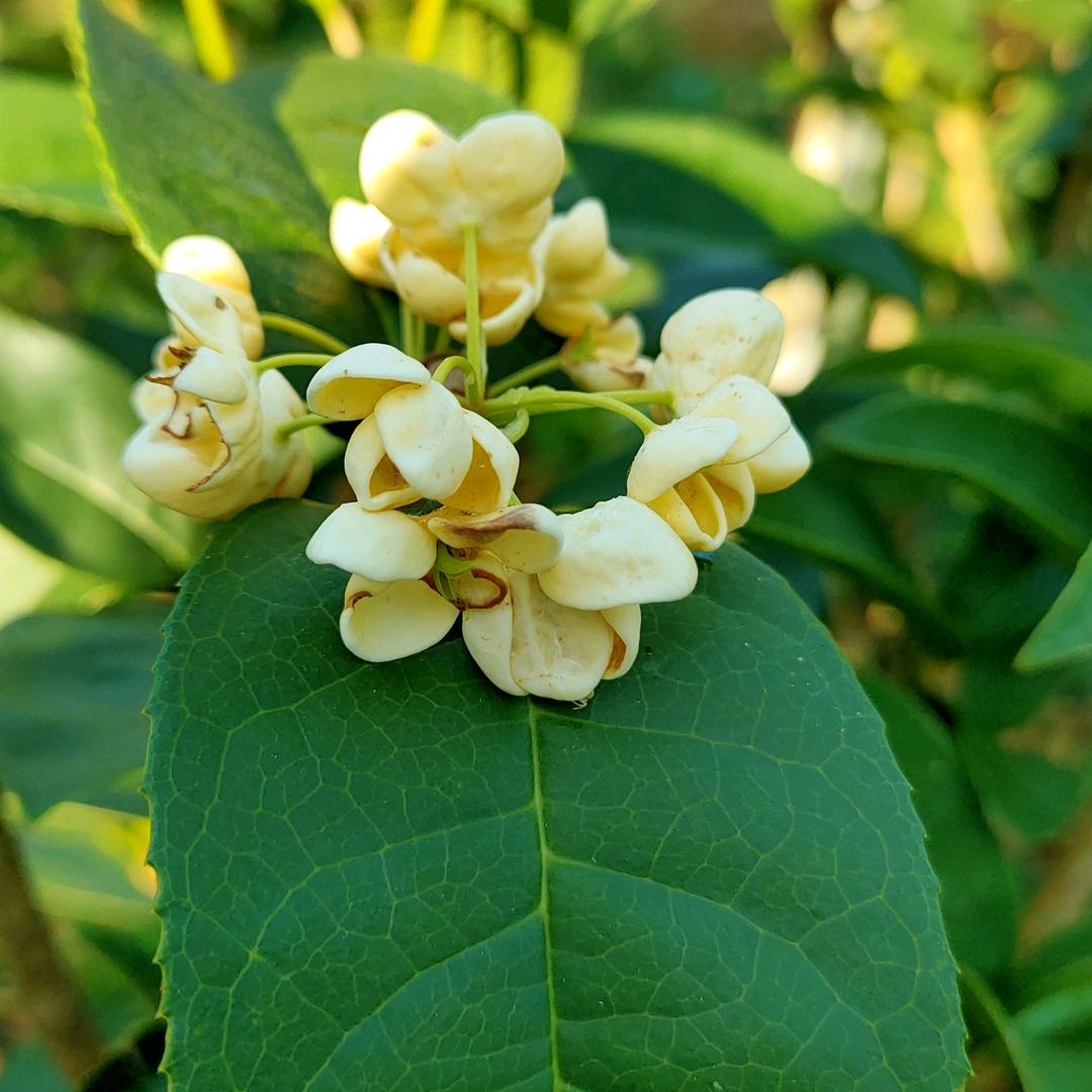 大壮的罗汉松世界