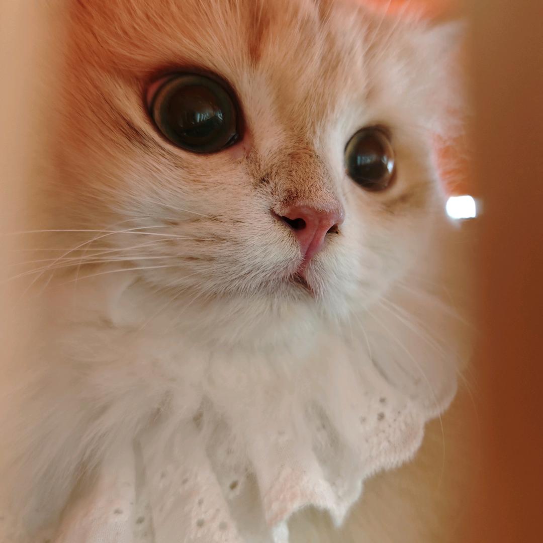 小猫扶老奶奶闯红灯