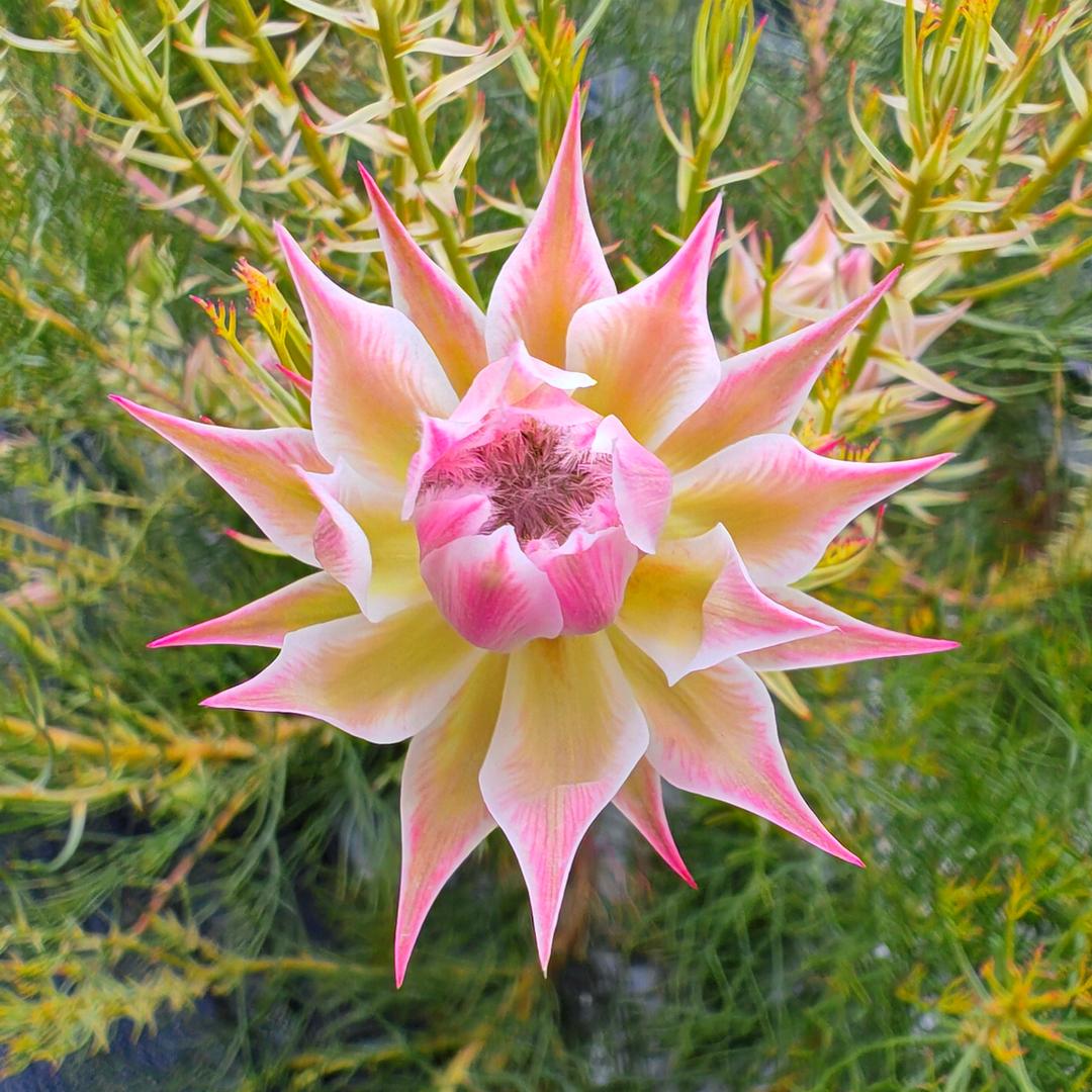 帝王新娘花卉