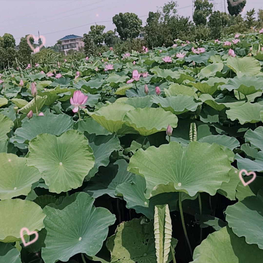 酒盅情，心中泪