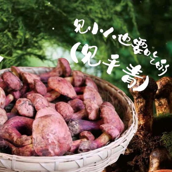 彩菌 云南野生菌火锅