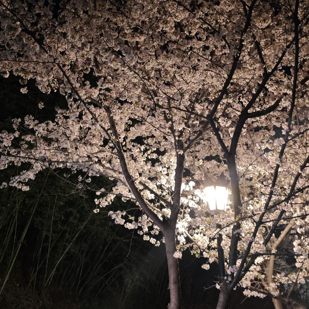 Black cat_350🐈‍⬛