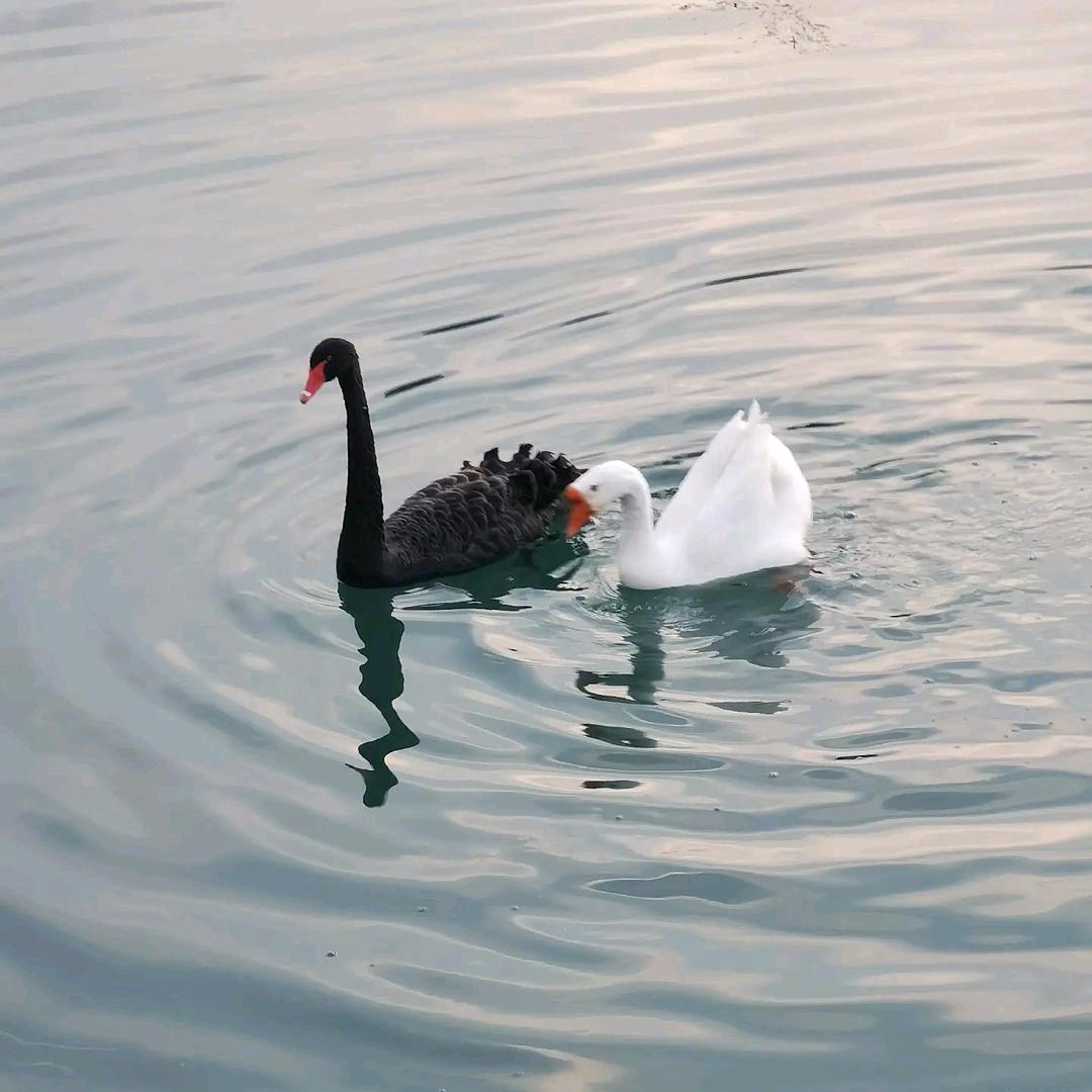 ☀️鼠不尽的财富🌙