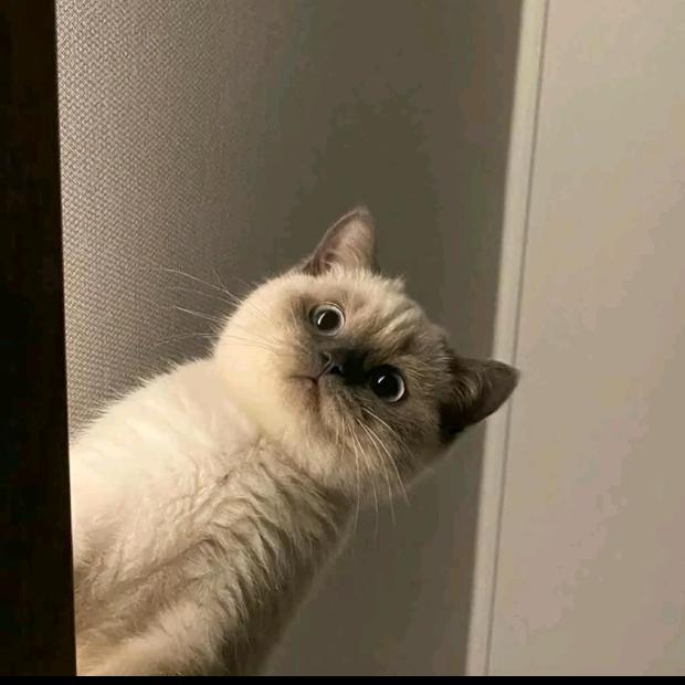 我真不是显眼包.