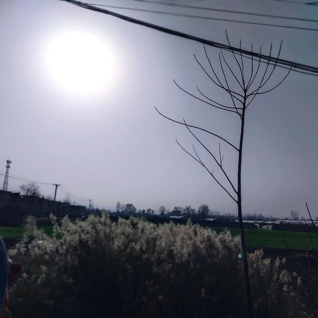 那年花开