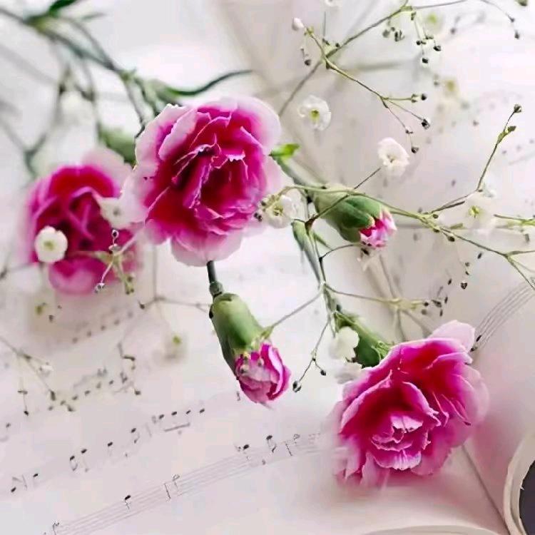 🍃凡尘清心🍃