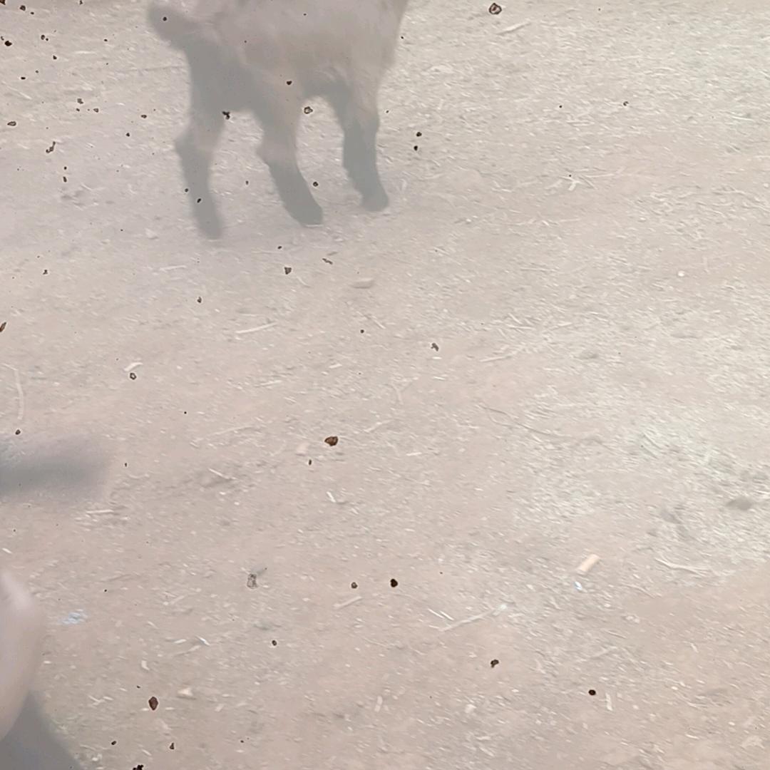 雪爬太阳草爬双人爬无情心爬伤