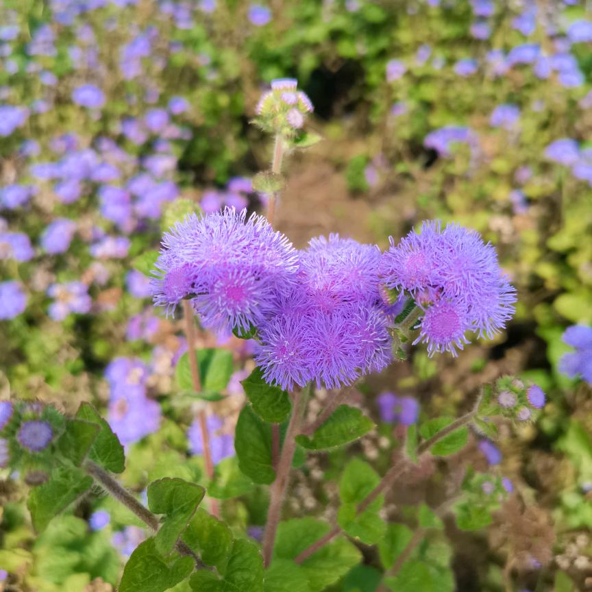 🌺月光倾城🌺