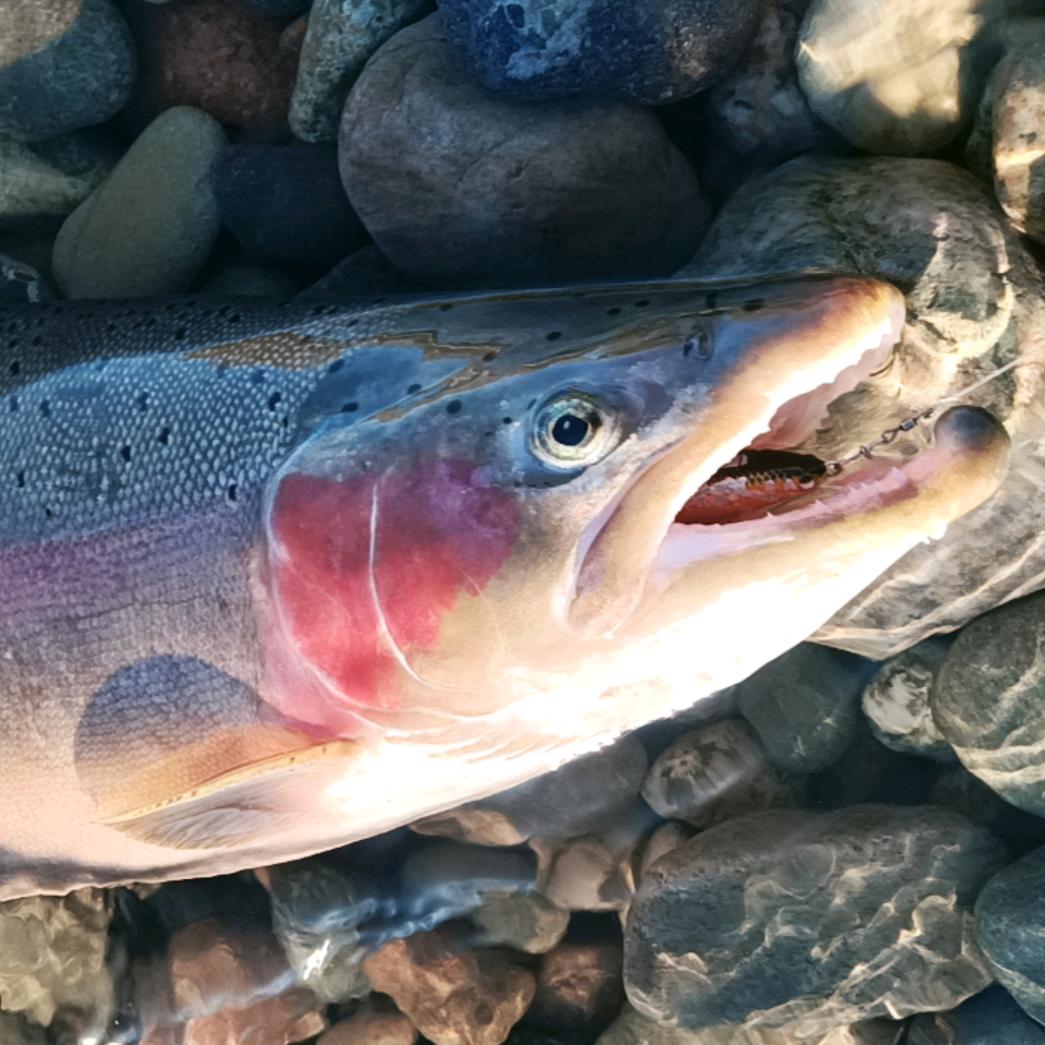 新疆伊犁溪流路亚导钓鳟鱼强子