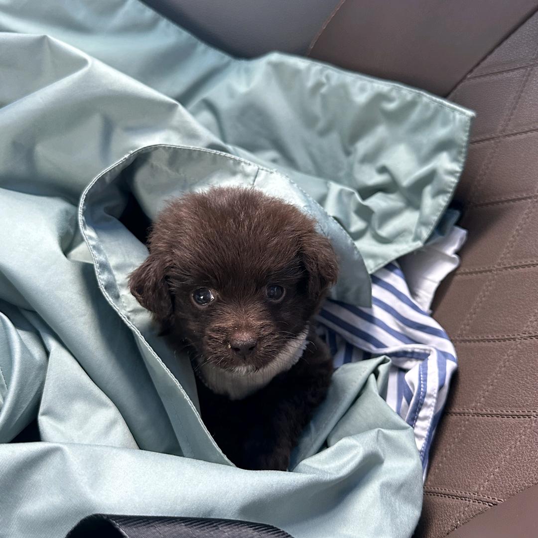 小灰灰的主人去上班了