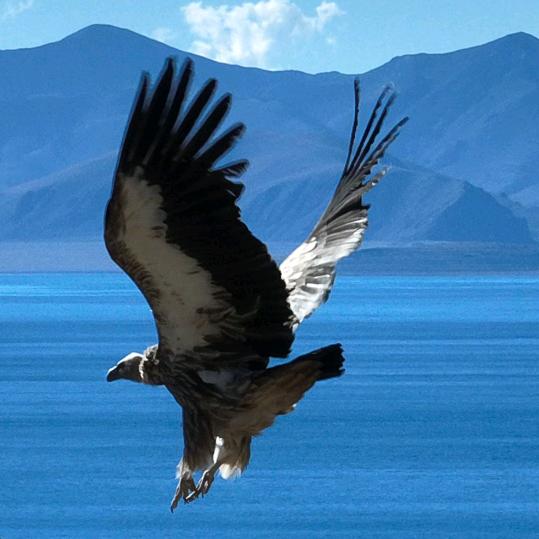 尽心（土家人）