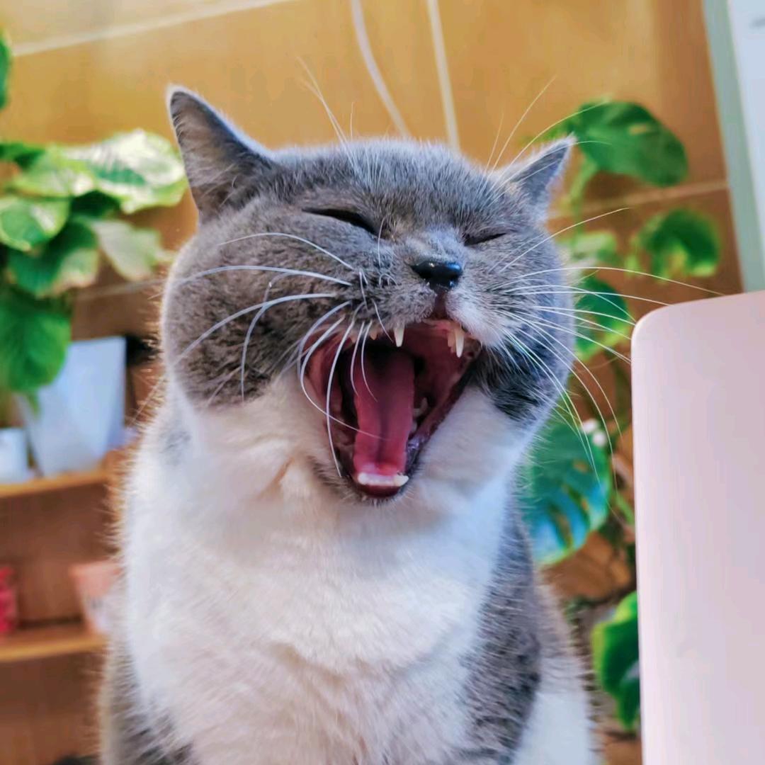风行者