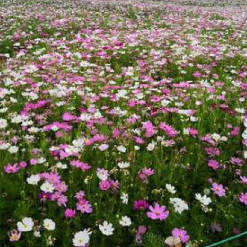 2025ღ᭄平安喜乐🕊꧔ꦿ᭄💞