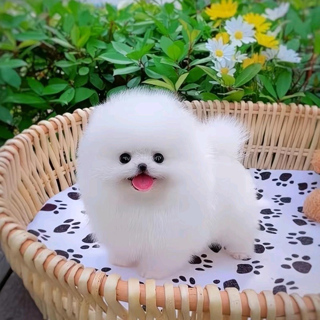 花花粮贸