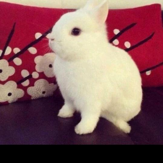 兔子爱吃糖🐇
