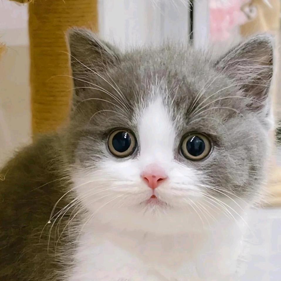 灰灰的摆烂日记