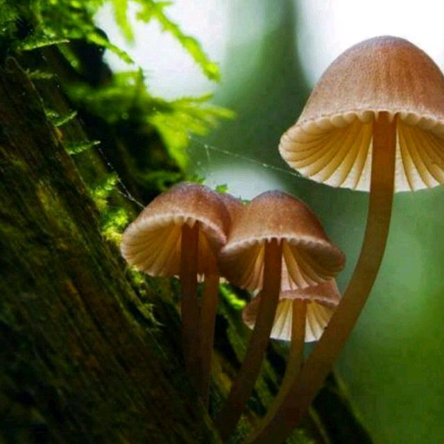 鹿鸣盛英，万年露舟