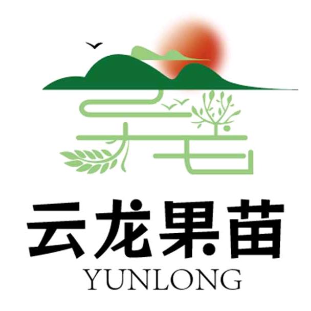 云龙果苗