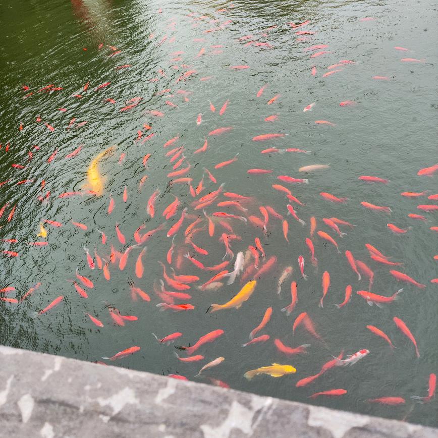 千里共婵娟