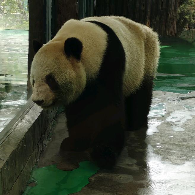 应如是