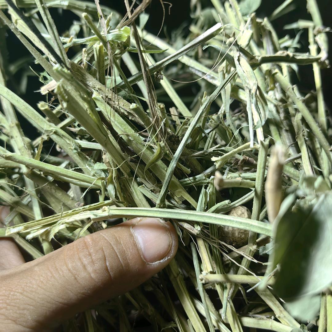 《环球一号》草业