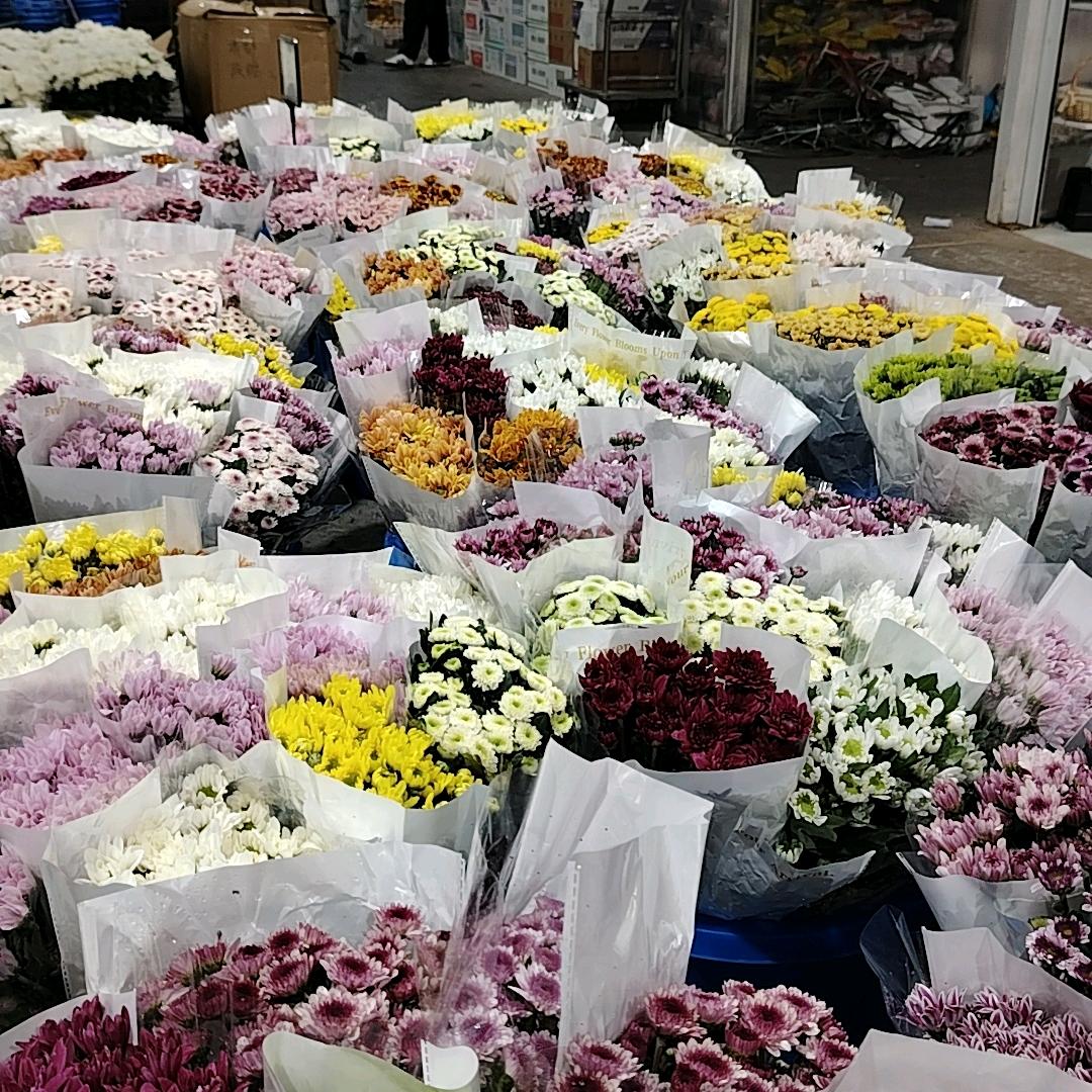 成都市黄白菊批发部