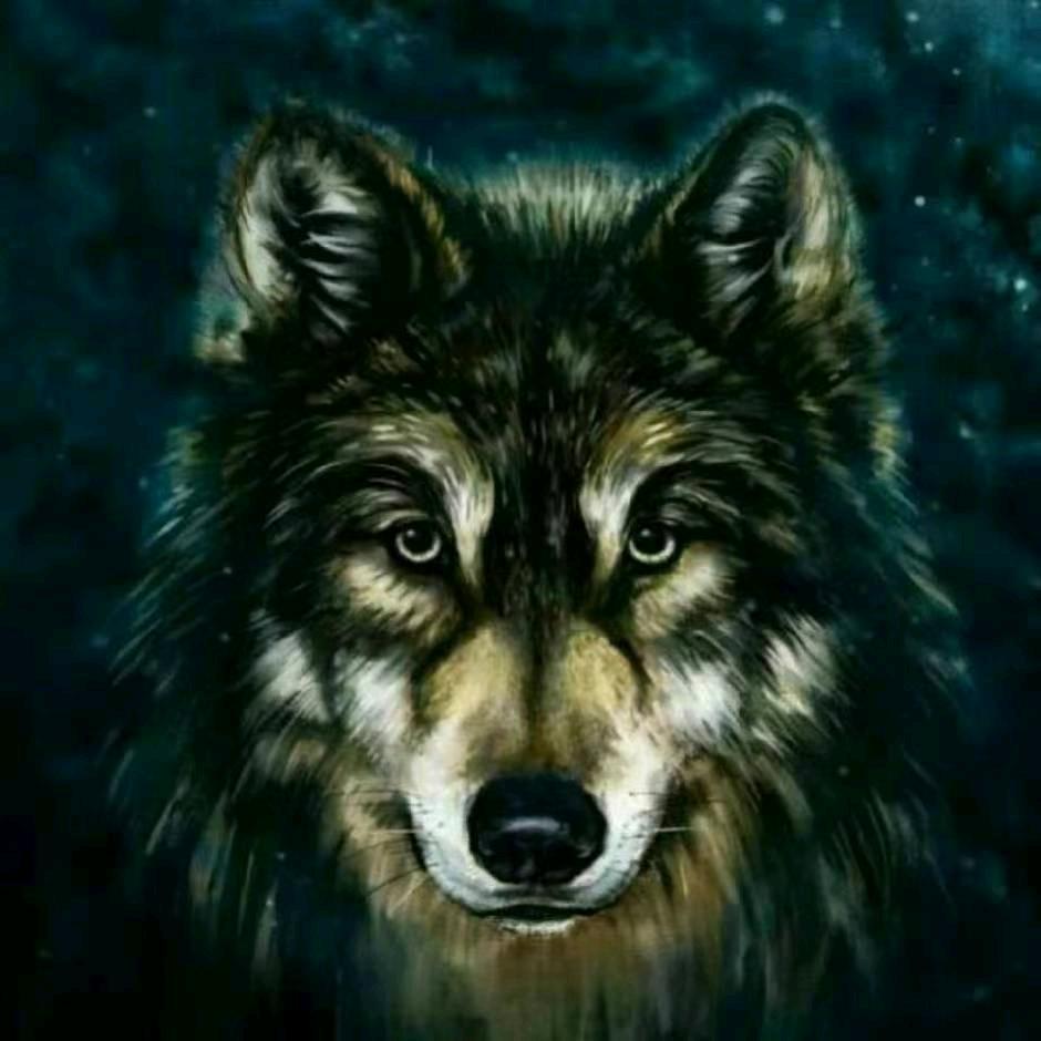 老狼马犬宠物精品小铺