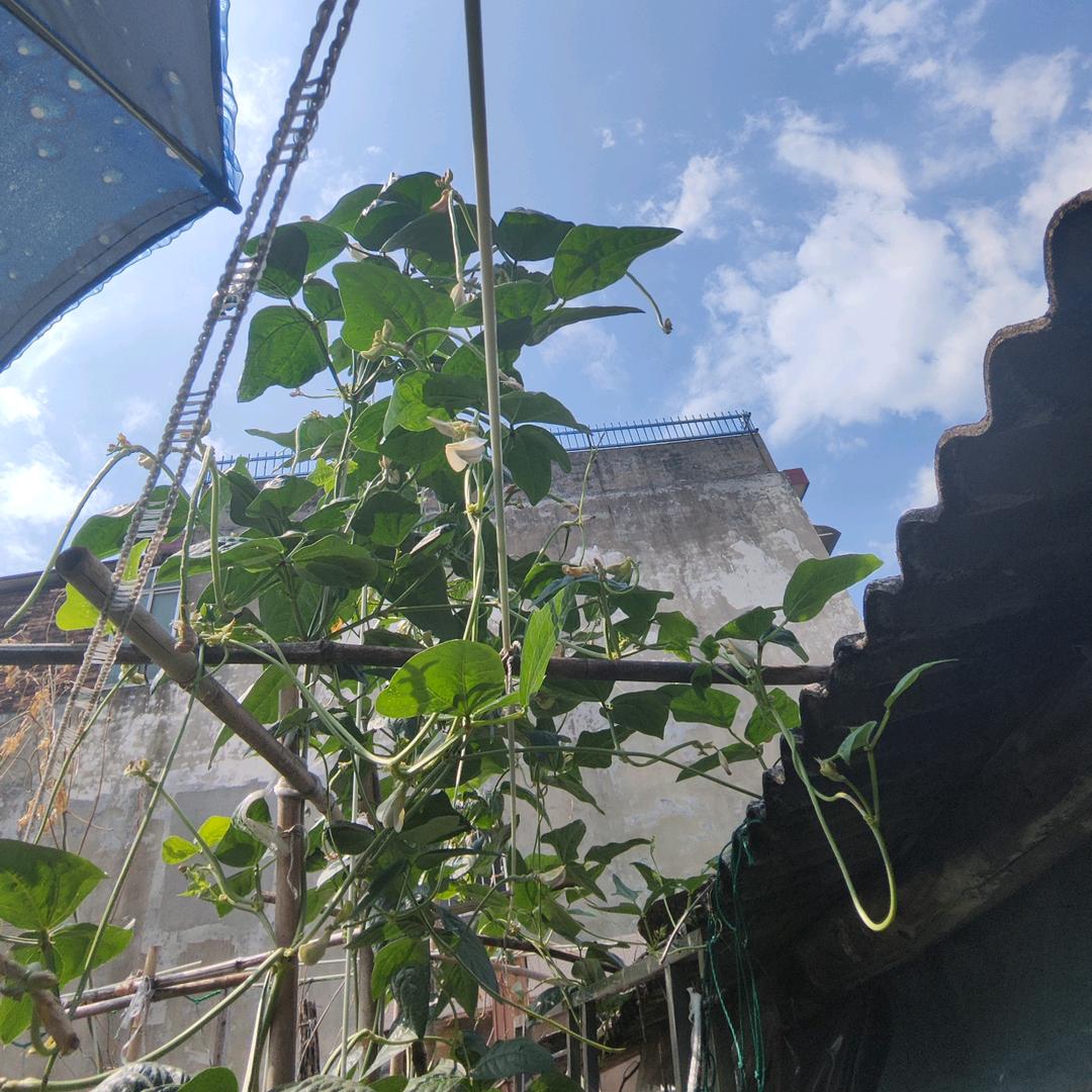 月月的菜园