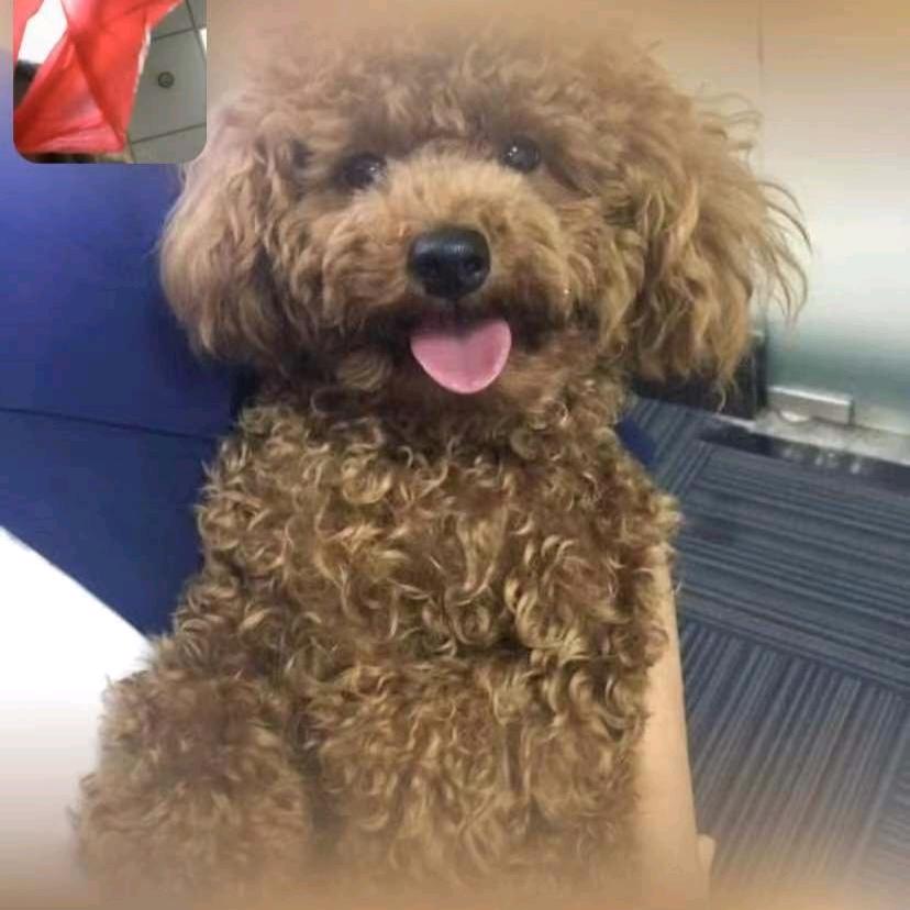 旺仔联盟