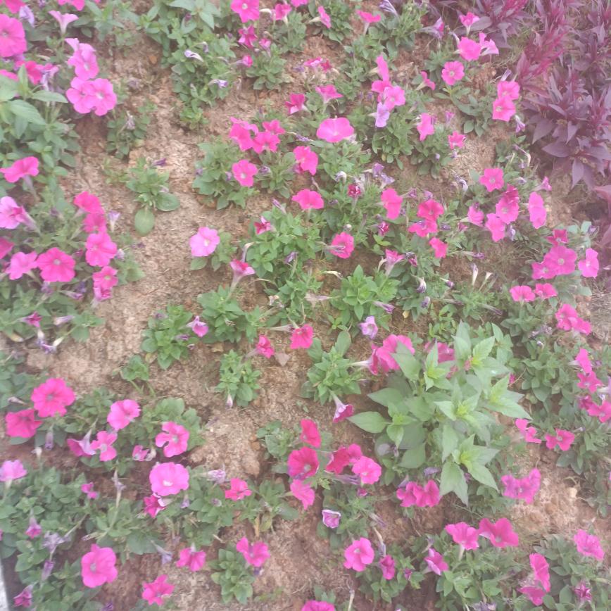 梦想成真🌹🌹🌹