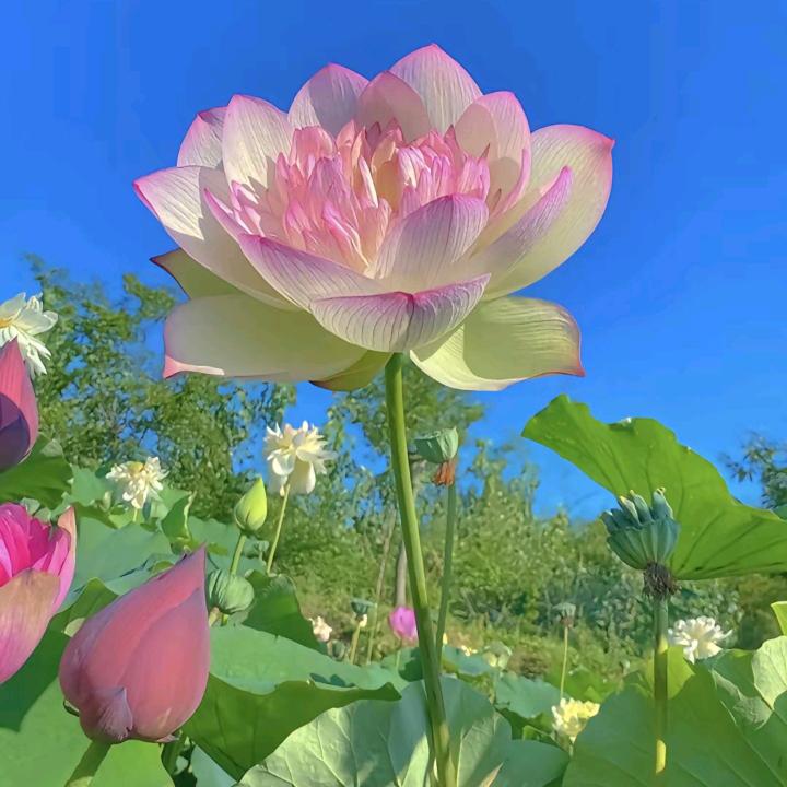 赵礼荣