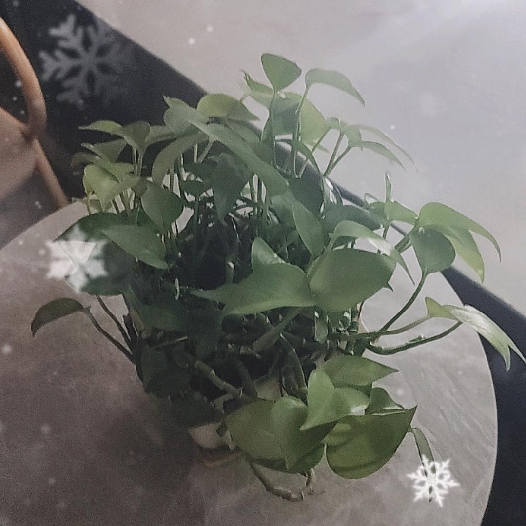 大伟好物