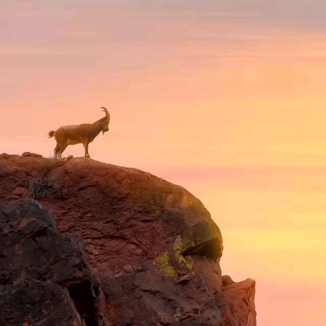 山坡上的一只羊