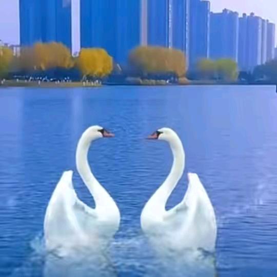 老馬哥🇨🇳