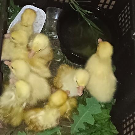 分享养鸡鹅的每一天